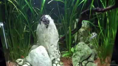 Der große Cube von Toti311