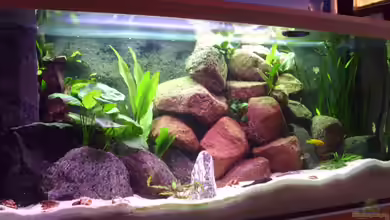 Der grüne Tanganjikasee von deBouwer