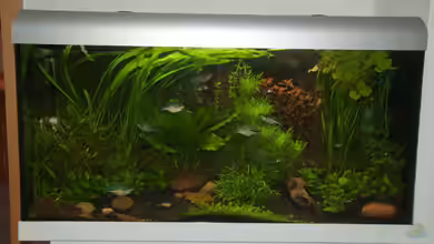 Der Unterwasserdschungel von Rotrost