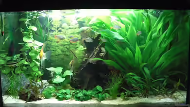 der Urwald von the pepper