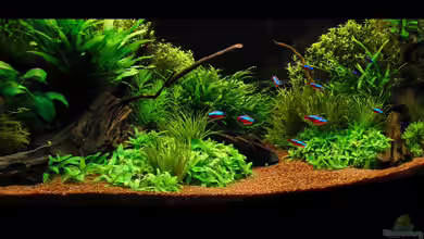 Der Weg ist das Ziel von Dario