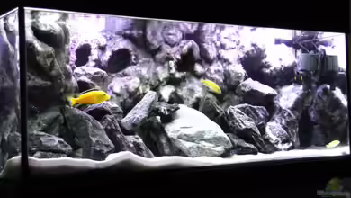 Der Zerg Tempel by Malawifreak von Malawifreak