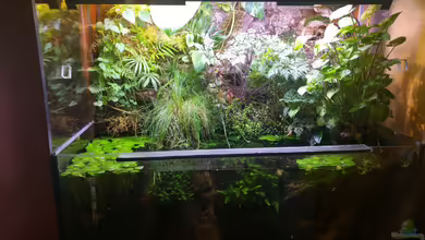 Der Zimmertümpel von Tino Georgi