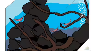 derzeit auf Eis gelegt Projekt Matano-See von Caricciola