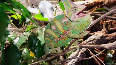 Des Zungenfritzes Appartement(aufgelöst) von Cichliden-Kabuff