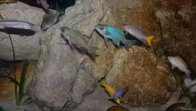 Dickes B an der Spree und der kleine Tanganjikasee von Cichliden-Kabuff