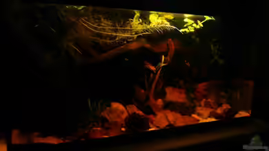 Dicrossus von Cichlid Power