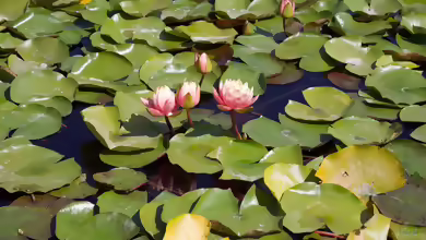 Die beliebtesten Schwimmblattpflanzen für den Gartenteich