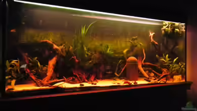 die dunkle seite von killerloop2004