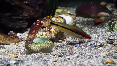 Die Gattung Dawkinsia – farbenprächtige Barben aus Südasien für geräumige Aquarien