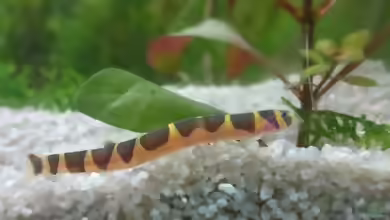 Die Gattung Pangio: Dornaugen als faszinierende Bodenbewohner im Aquarium