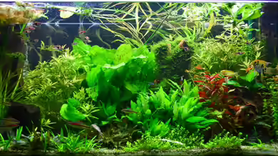 Die grüne Mangrove von Daniela