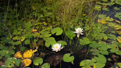 Die häufigsten Fehler am Gartenteich im Frühjahr
