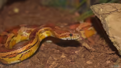 Die häufigsten Fehler bei der Haltung von Kornnattern