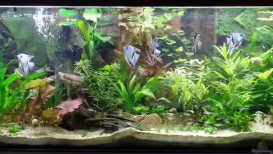 Die Herausforderung von raubsau