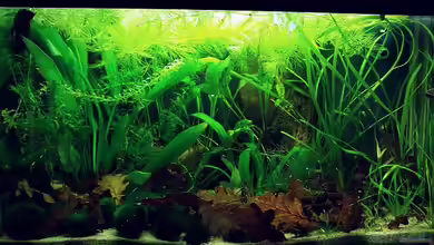 Die Höhle des Betta (nicht mehr existent) von Denise83