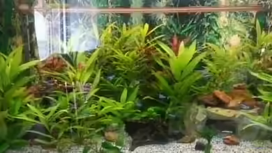 Die Versunkene Burg von invibe