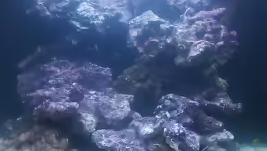 Dirk's Sera cube marin von Dirk Simons