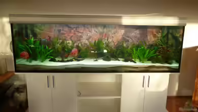 Discus Paradies von Hydropneumat