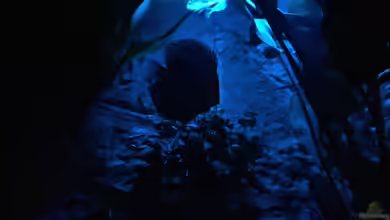 Diskus, Panda und Co. von Philipp Fichte