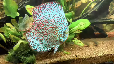 Diskus ) von Alexander Paulus