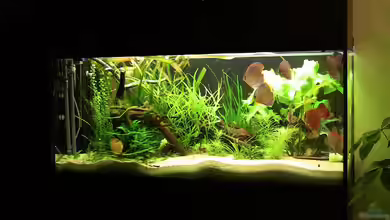 Diskus Becken von max-sonic