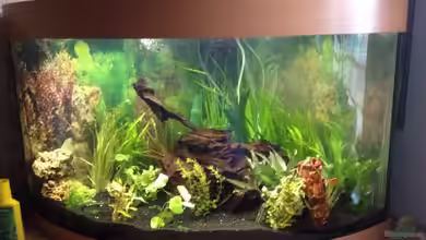 Diskus-Becken von Torsten Dau