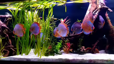 Diskus Becken von Patrick G