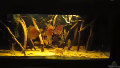 Diskus Biotop von Amamazonas Diskus