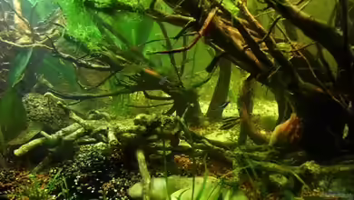 Diskus Forest - nur noch als Beispiel von snooze