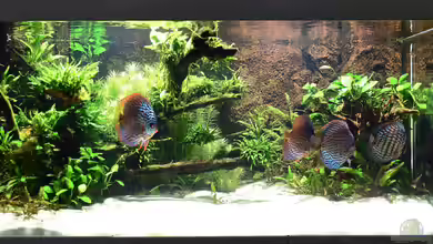 Diskus Naturaquarium von Frank Chelaifa