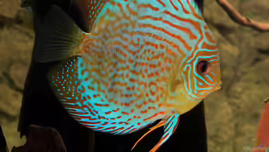 Diskus-Tank von Teh_D