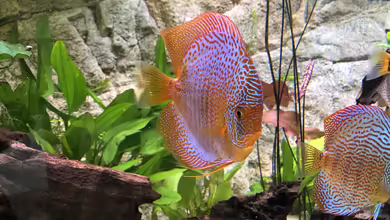 Diskus von Hippopotan