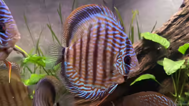 Diskus von Nick Fisher