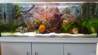 Diskusaquarium von bo3