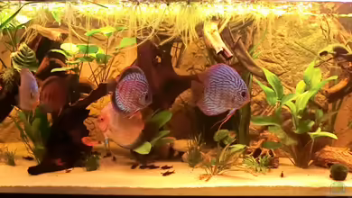 Diskusbecken - nur noch als Beispiel von Steven Tumma