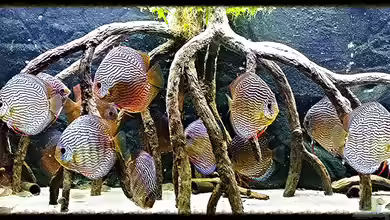 Diskusbecken (Nur noch Beispiel) von Pirarucu