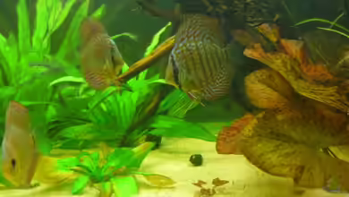 Diskusbecken von Mario Coordes