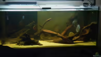 Diskusbecken von Stalker