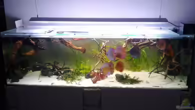 Diskusbecken von Chrischi