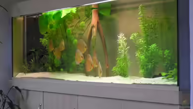 Diskusbecken von PirnaerAquarianer