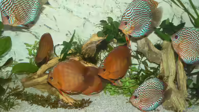 Diskusbecken von Uwe W