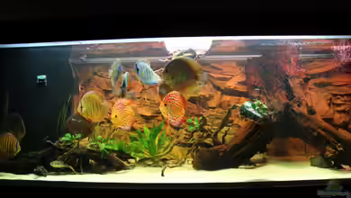 Diskusdream von Diskusfreak26