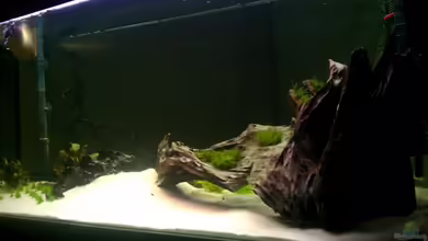 Diskuseum von diskuseum