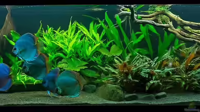 Diskusfische - Farben und Pflanzen von Finch