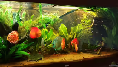 Diskustraum von podoma