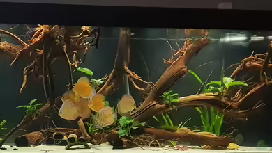 DiskusWanne von Steven Tumma