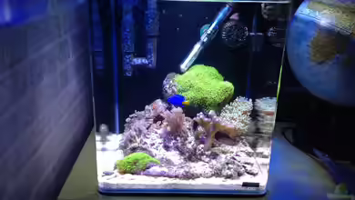 Diud Cube Riff von BenoN