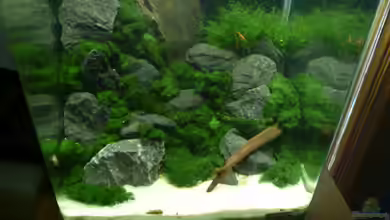 DNC von Cichlid Power