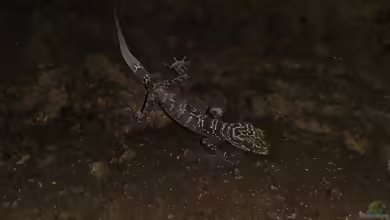 Doisuthep-Bogenfingergecko: Cyrtodactylus doisuthep im Terrarium halten